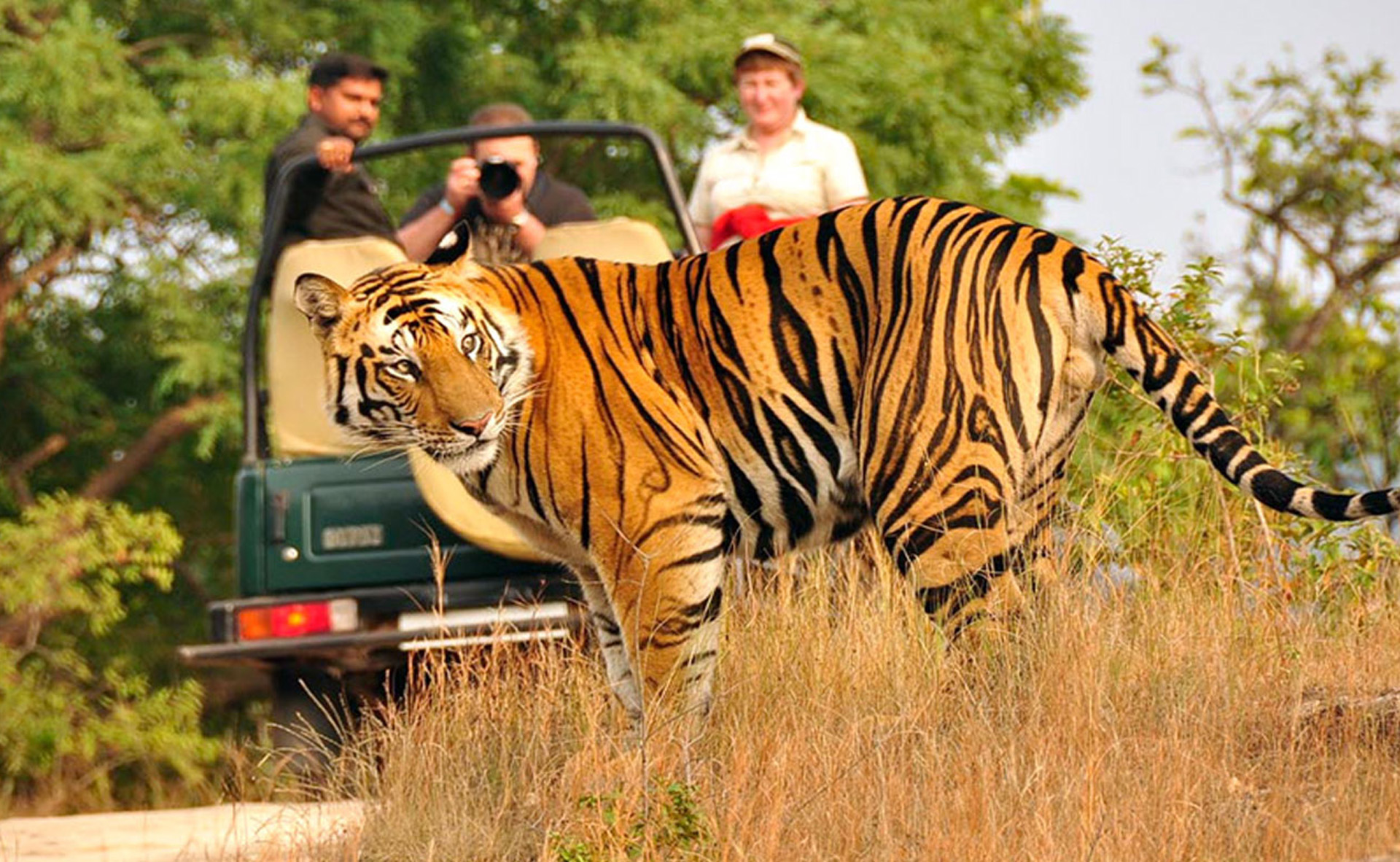 Corbett jungle safari