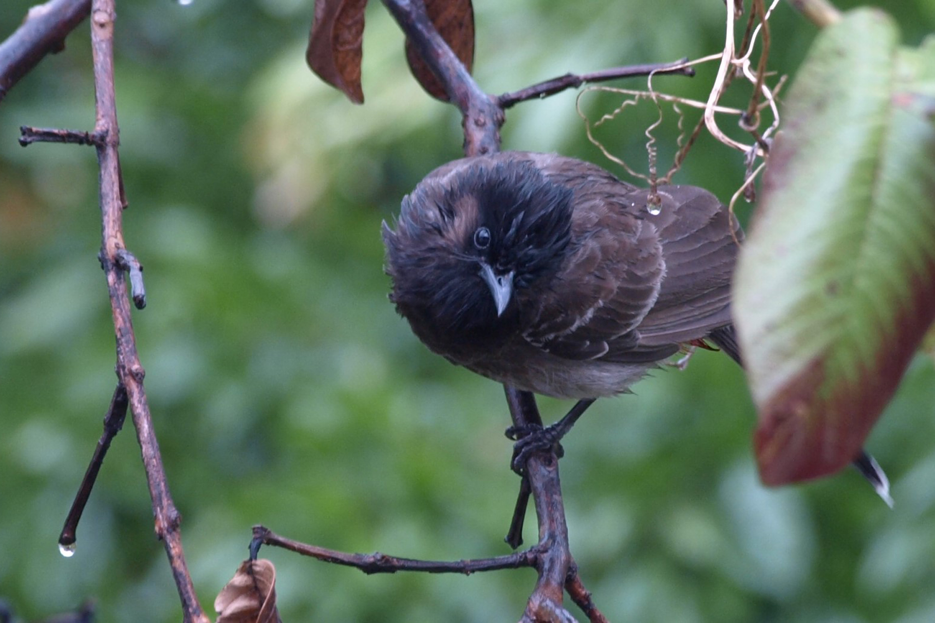 Bird Watching Tours