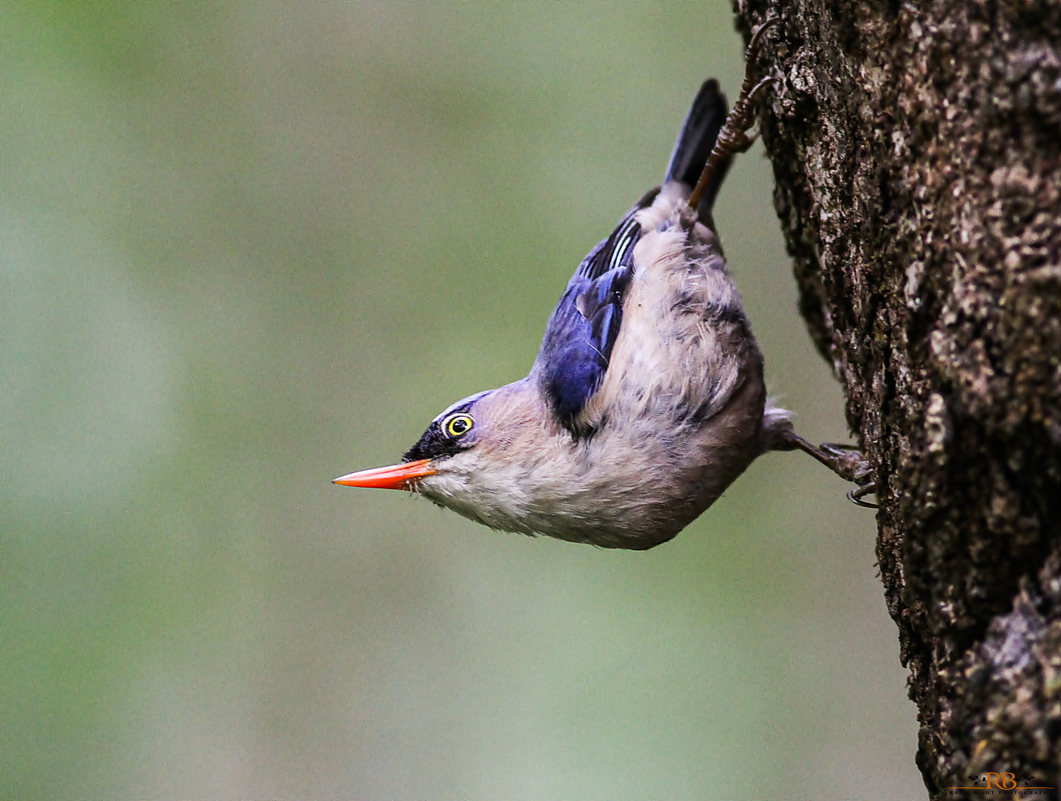 Bird Watching Tours